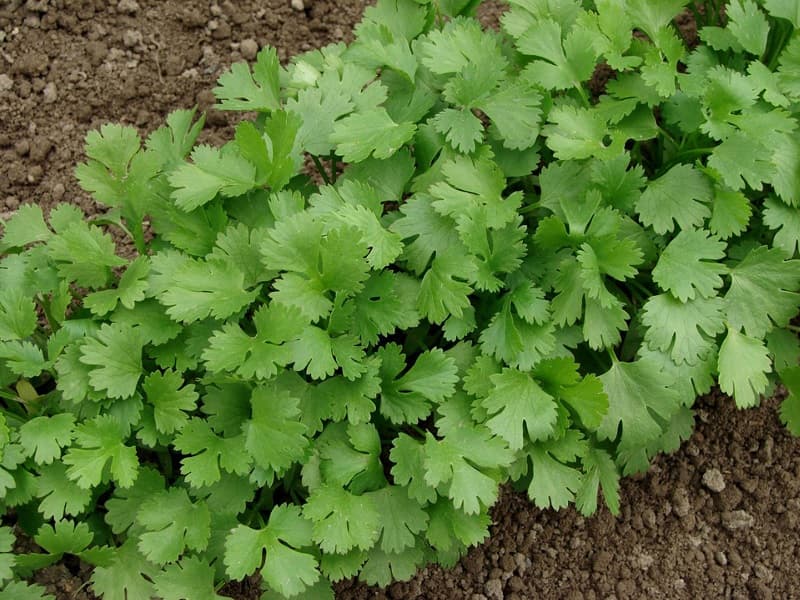 Cultivo de Cilantro